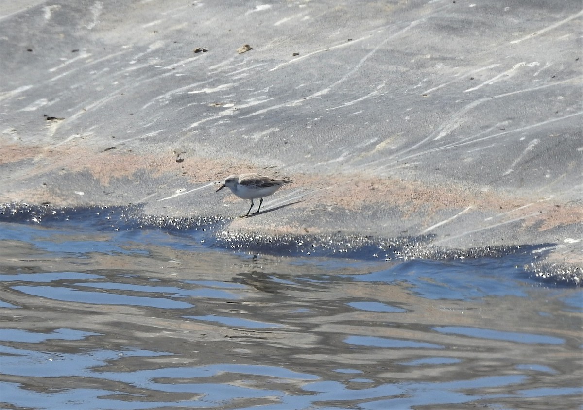 Sanderling - ellen horak