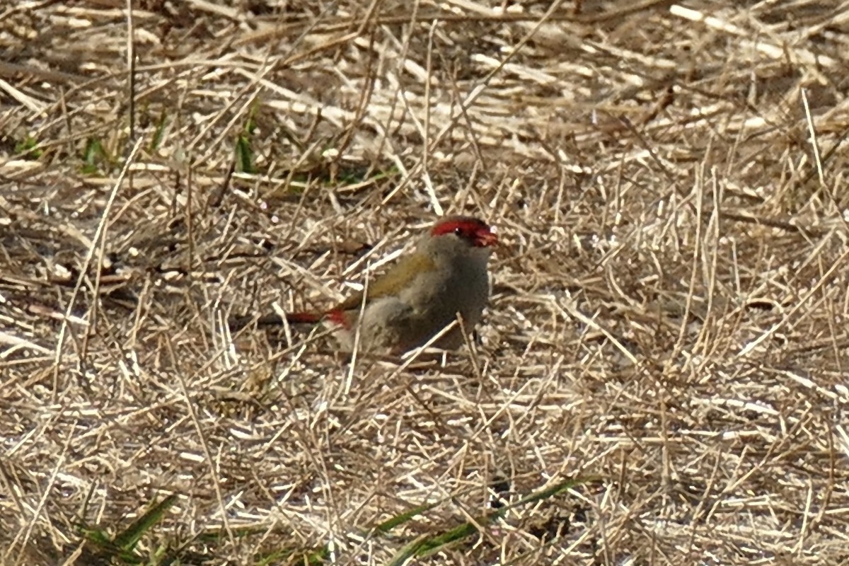 Red-browed Firetail - ML148959701