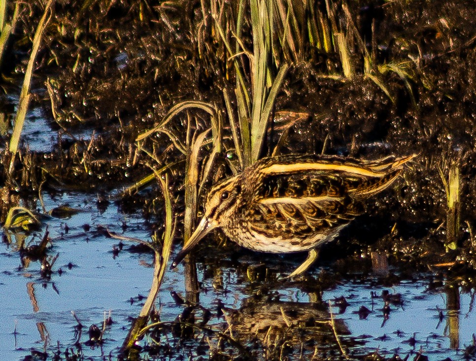 Jack Snipe - ML148959791