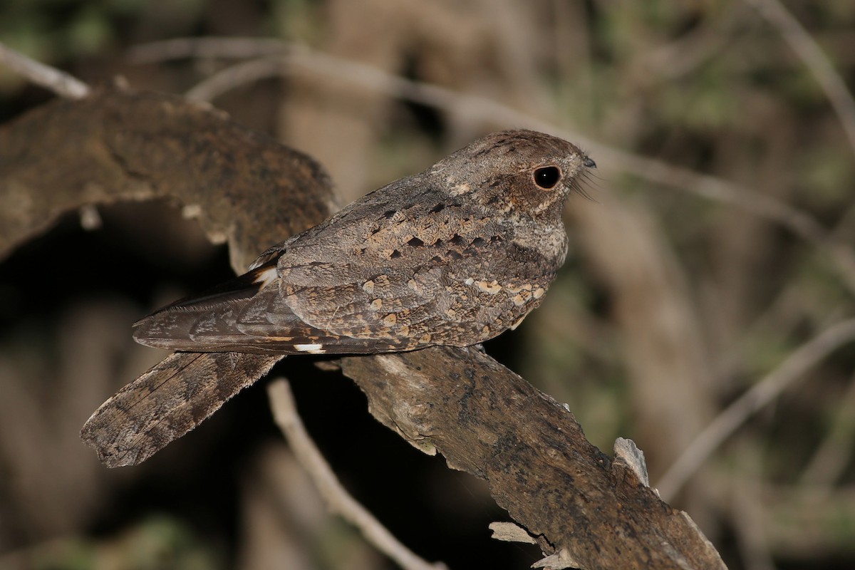 Plain Nightjar - ML148960121