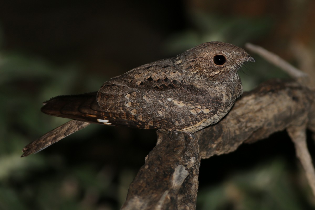 Plain Nightjar - ML148960131