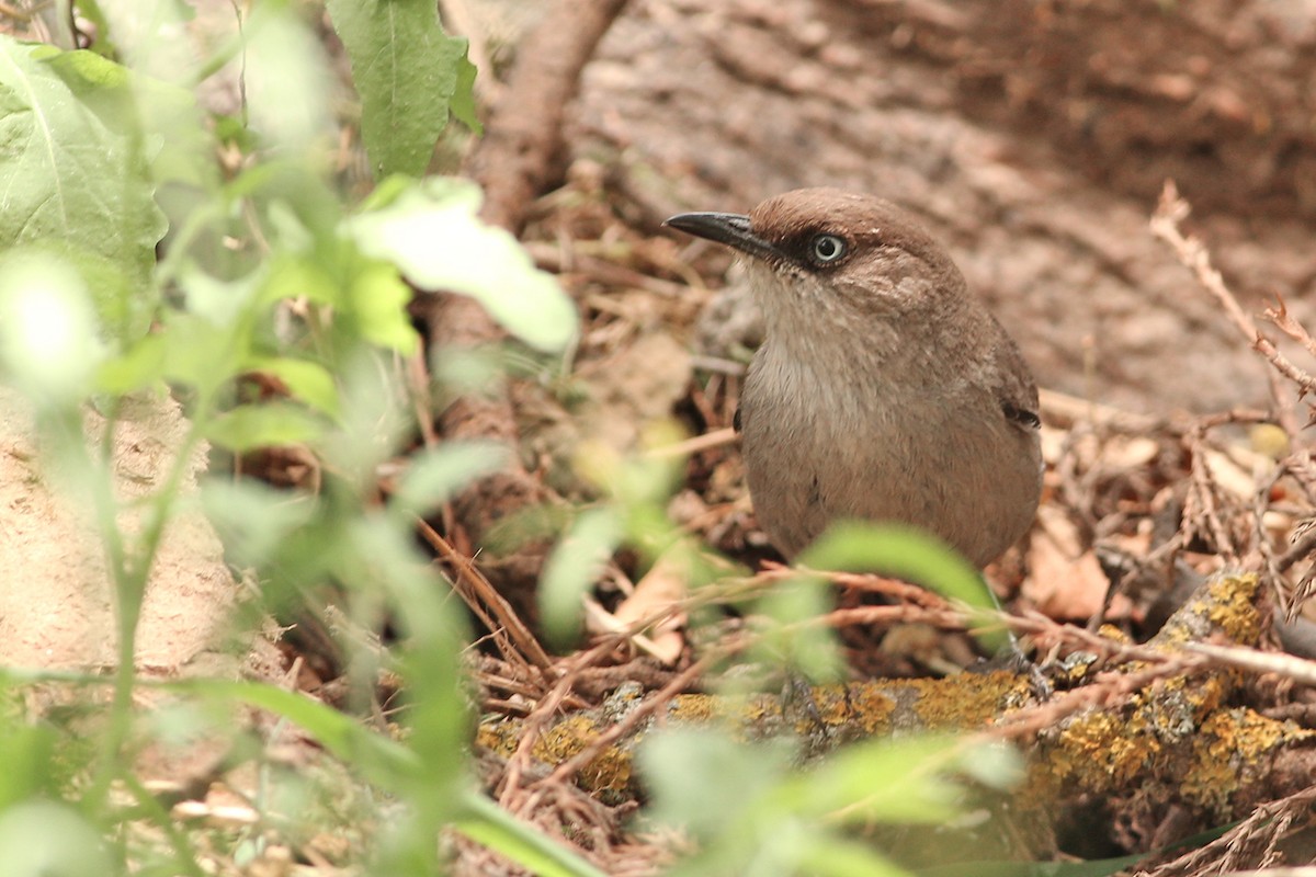 Yemen Warbler - Khalifa Al Dhaheri