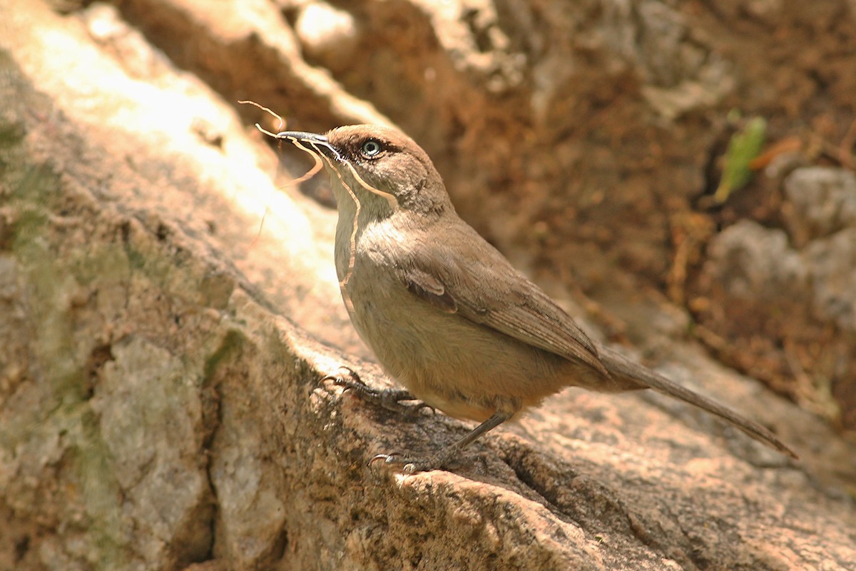 סבכי תימני - ML148960211