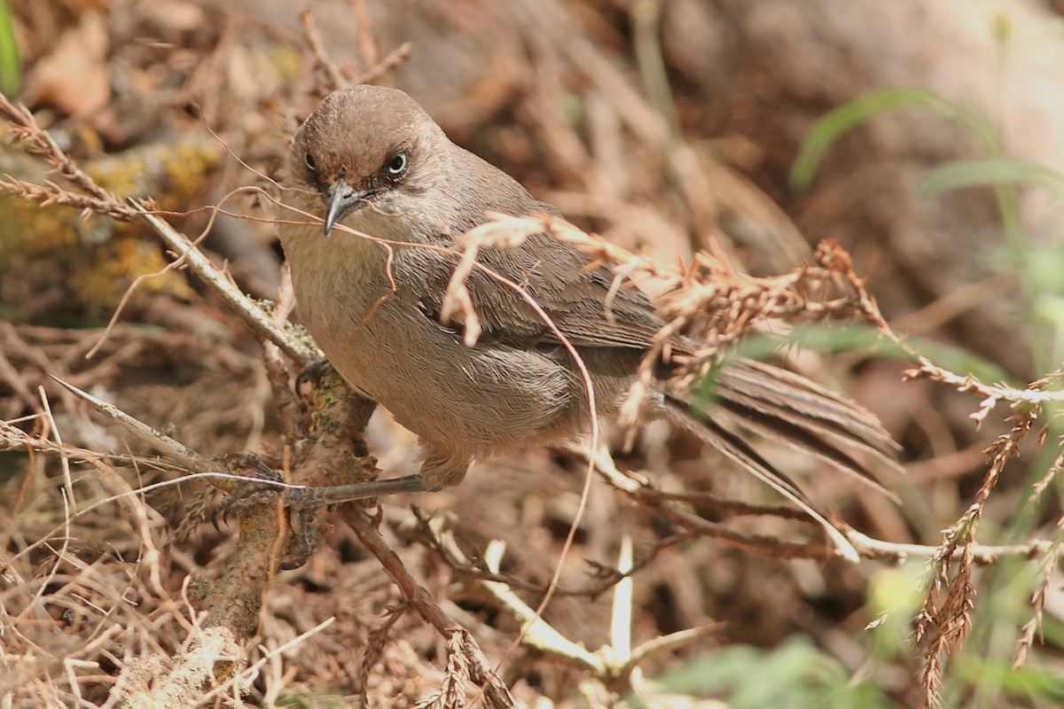 Yemen Warbler - Khalifa Al Dhaheri