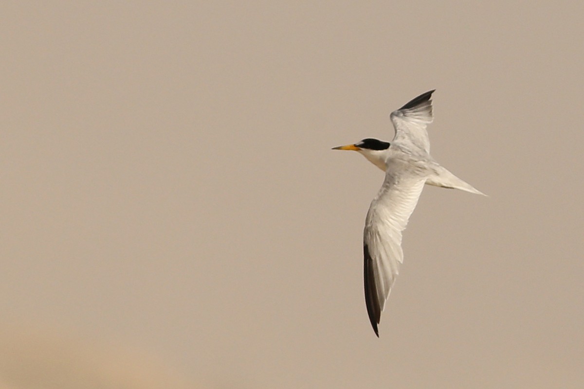 Saunders's Tern - ML148960251