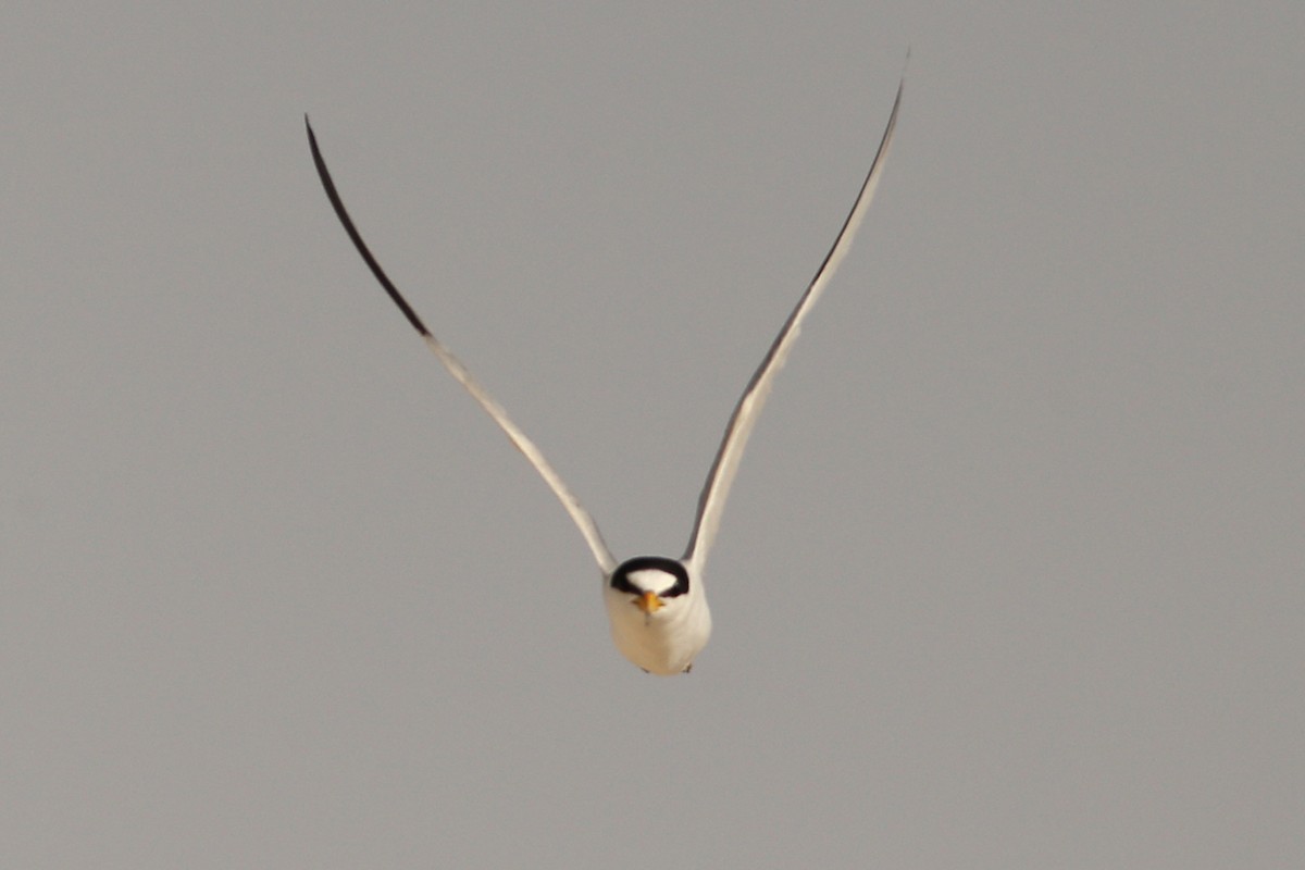 Saunders's Tern - ML148960261