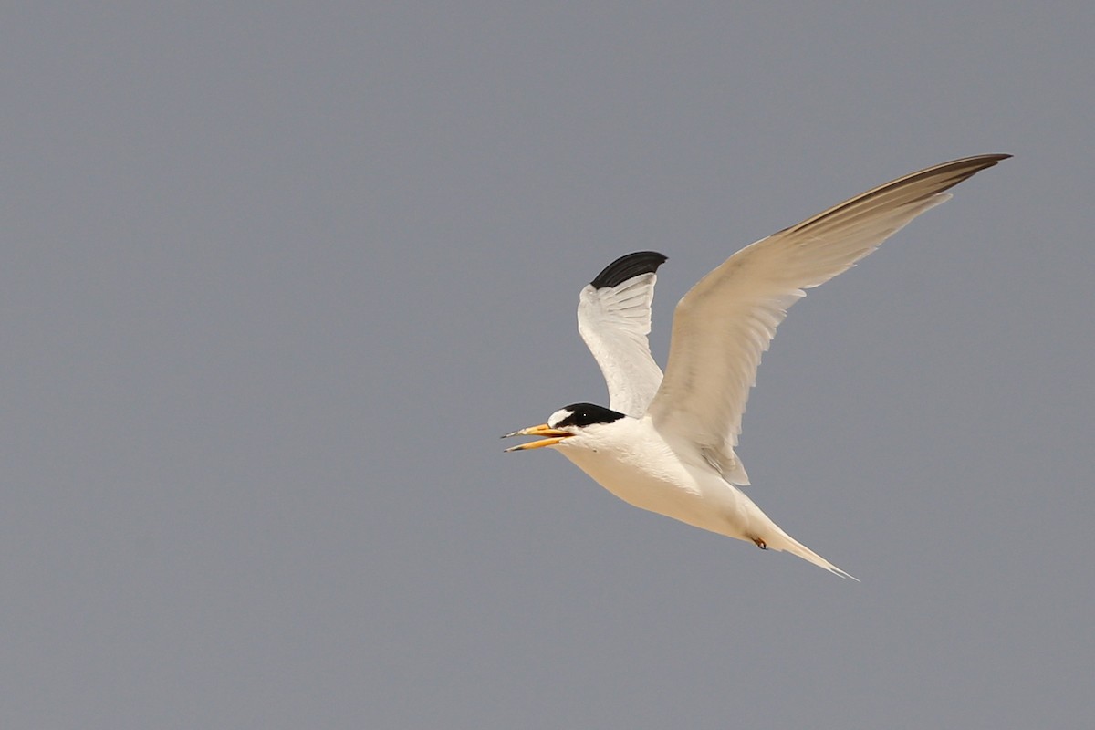 Saunders's Tern - ML148960271