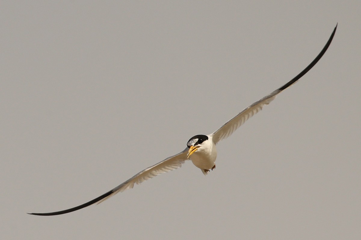 Saunders's Tern - ML148960281