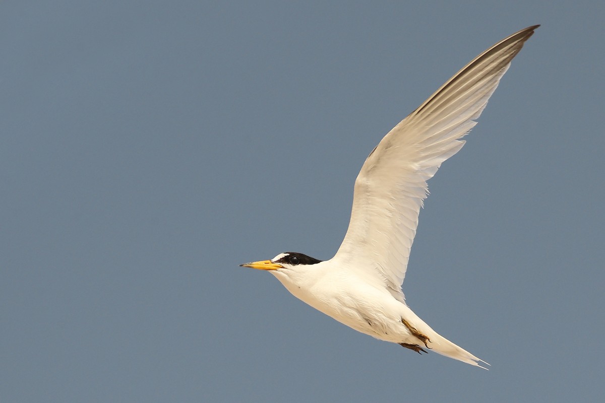 Saunders's Tern - ML148960291