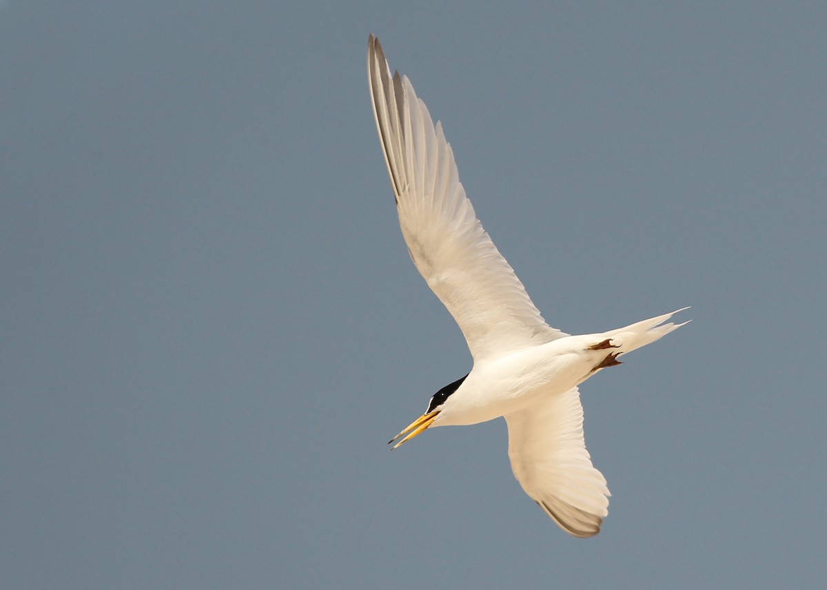 Saunders's Tern - ML148960311