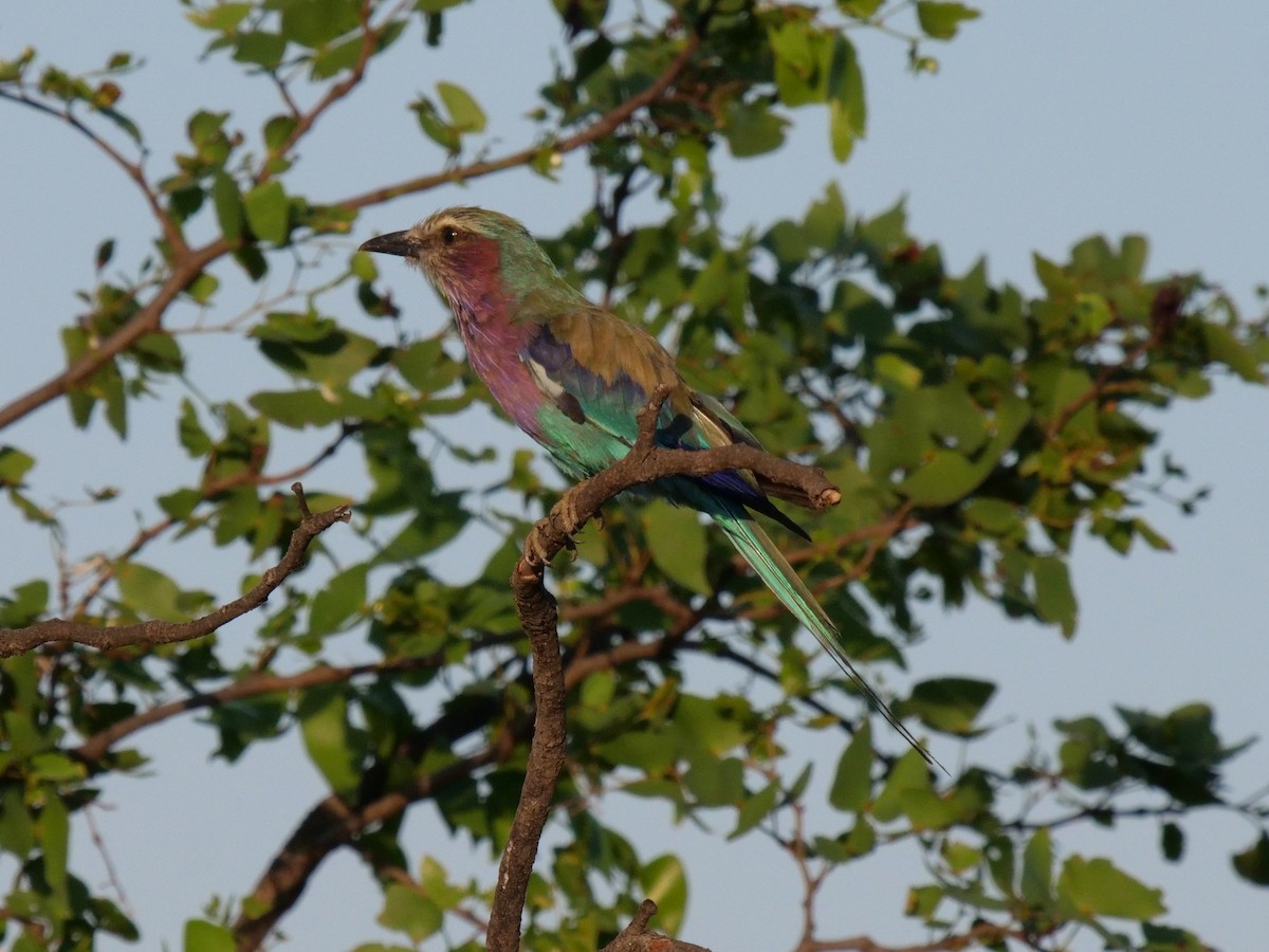 Lilac-breasted Roller - ML148960591