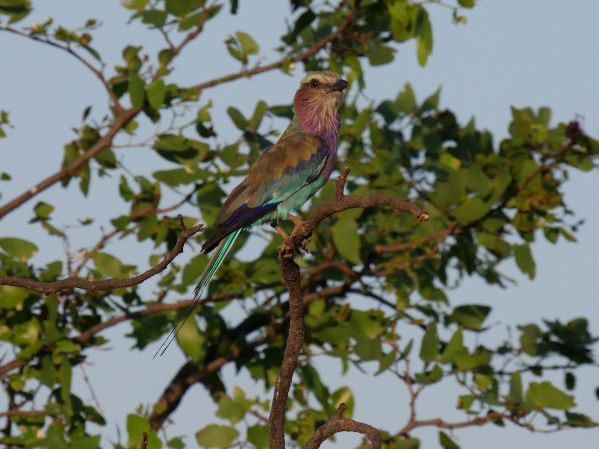 Lilac-breasted Roller - ML148960601