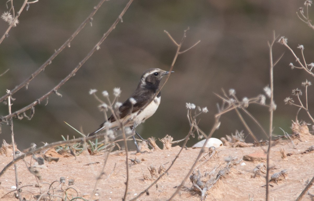 Cyprus Wheatear - ML148960861