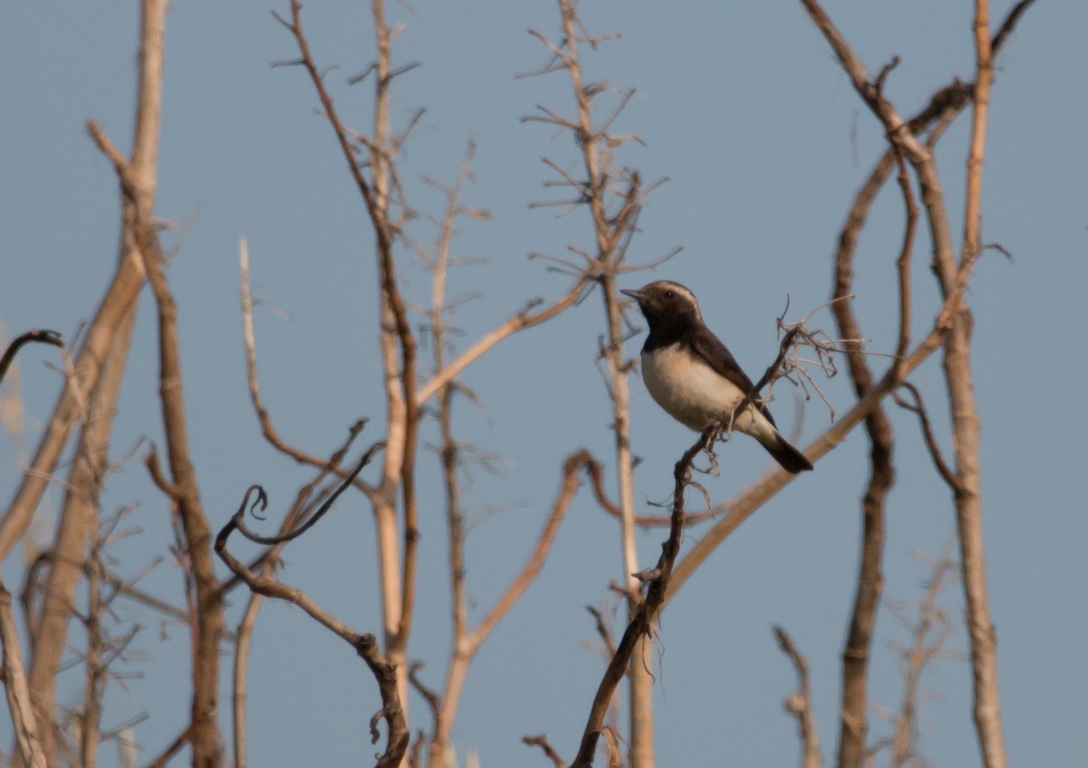 Cyprus Wheatear - ML148960871