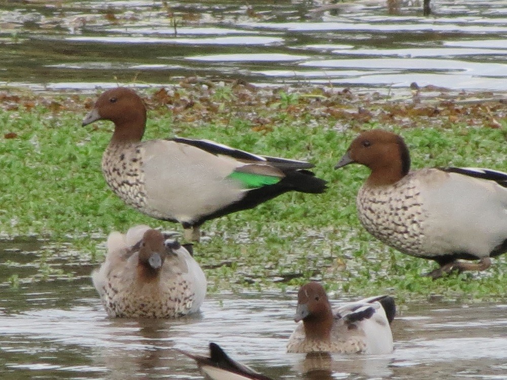 Maned Duck - ML148962051