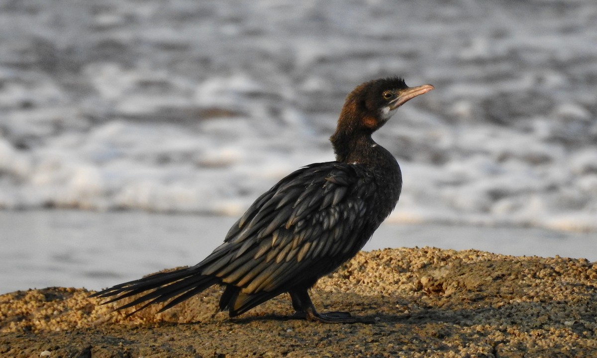 Little Cormorant - ML148962271