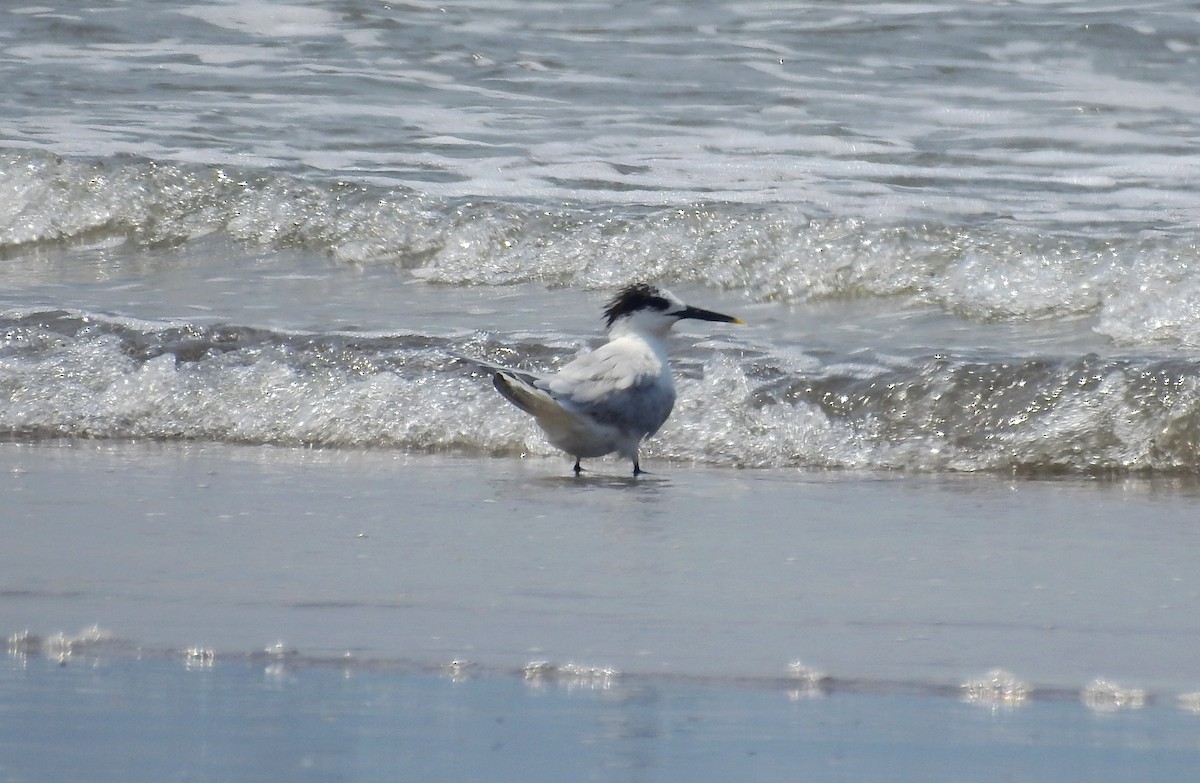 Sandwich Tern - ML148962711