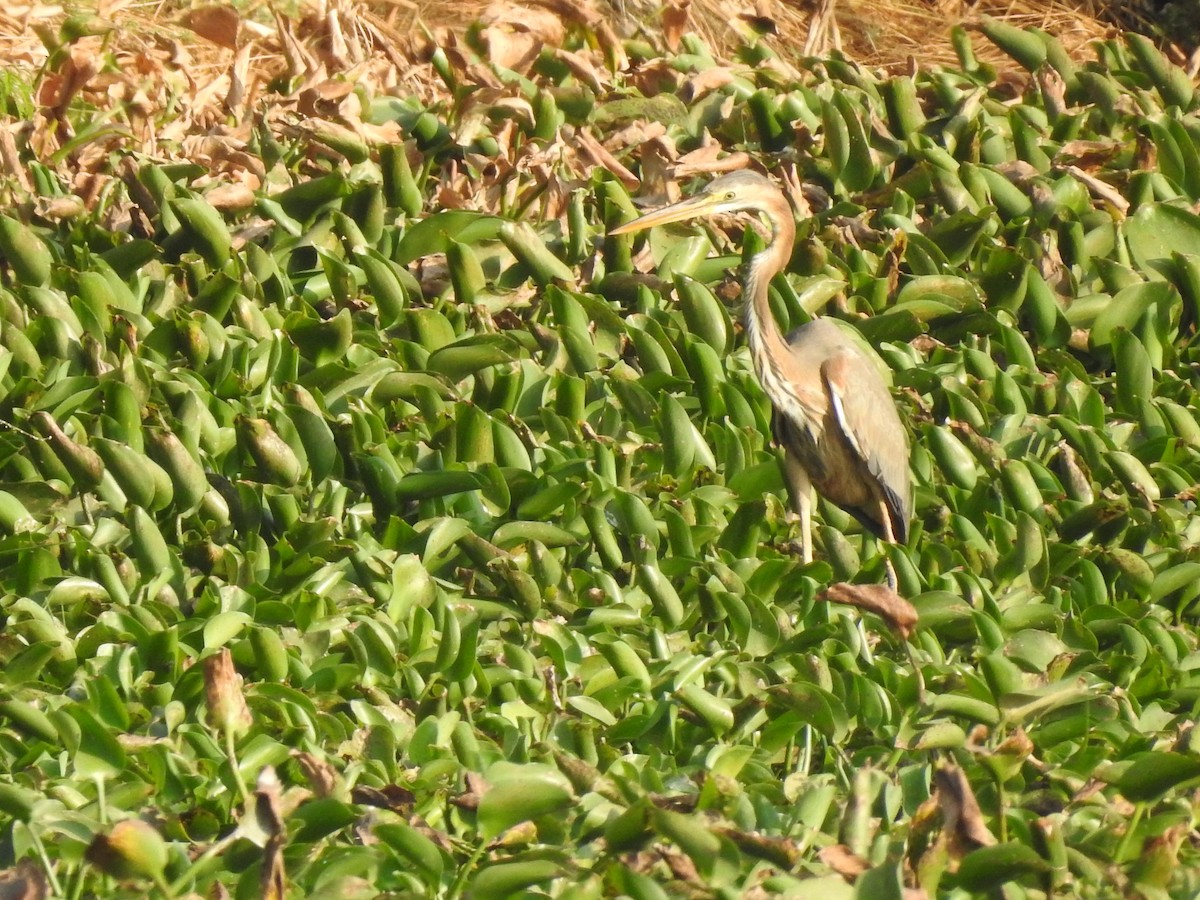 Purple Heron - Arulvelan Thillainayagam