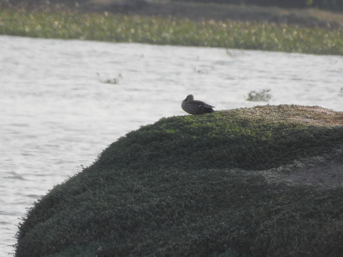 Indian Spot-billed Duck - ML148964651