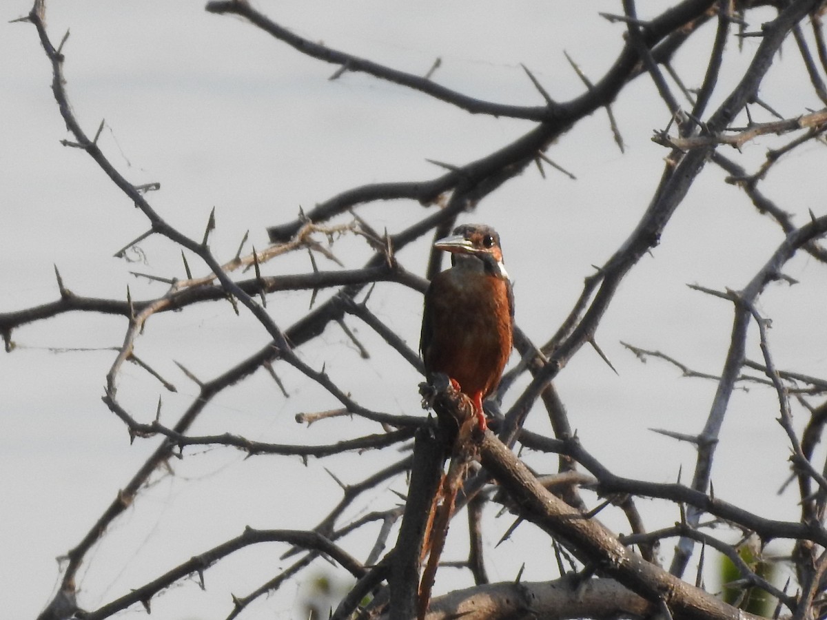 Common Kingfisher - ML148964721