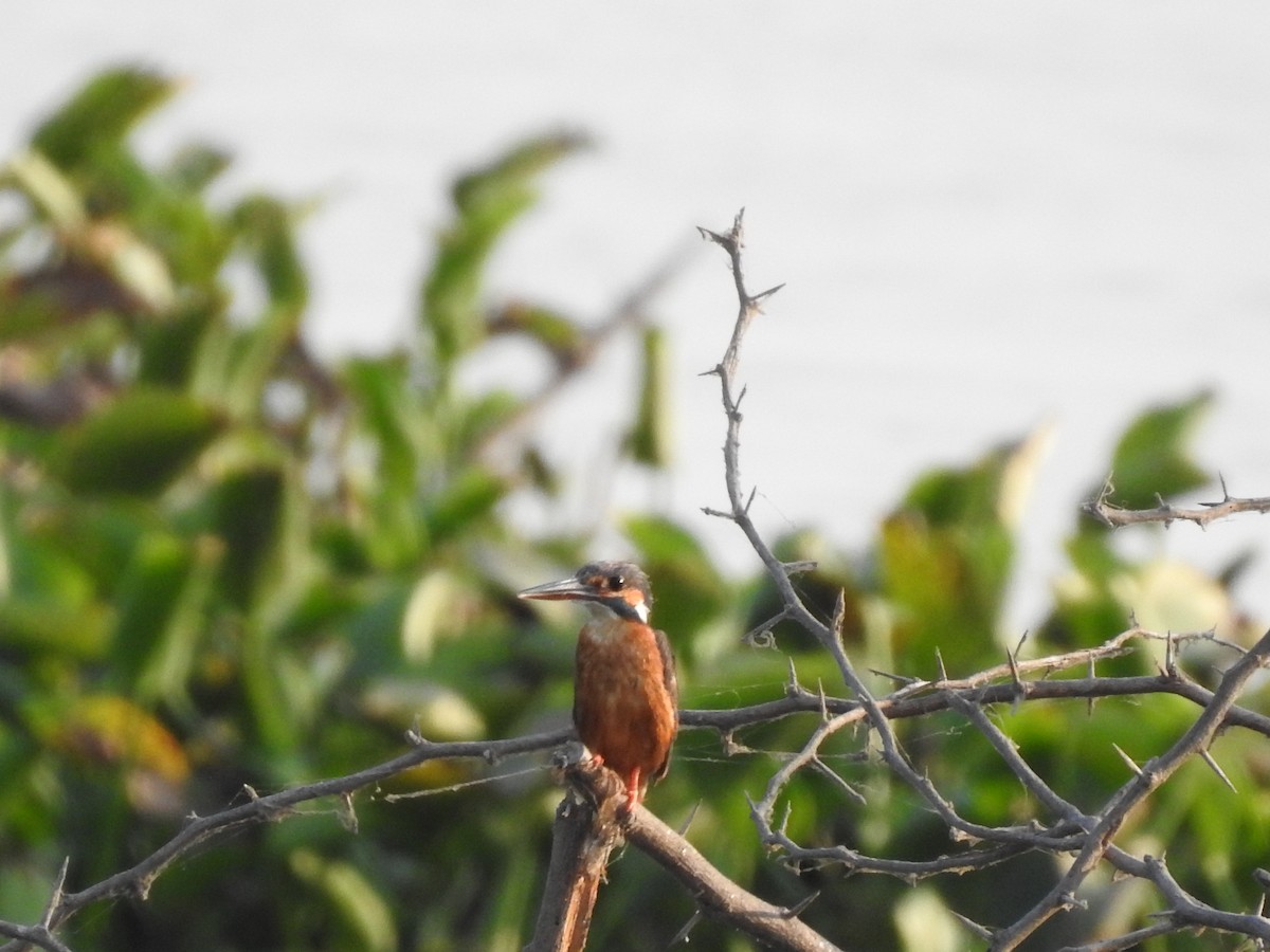 Common Kingfisher - Arulvelan Thillainayagam