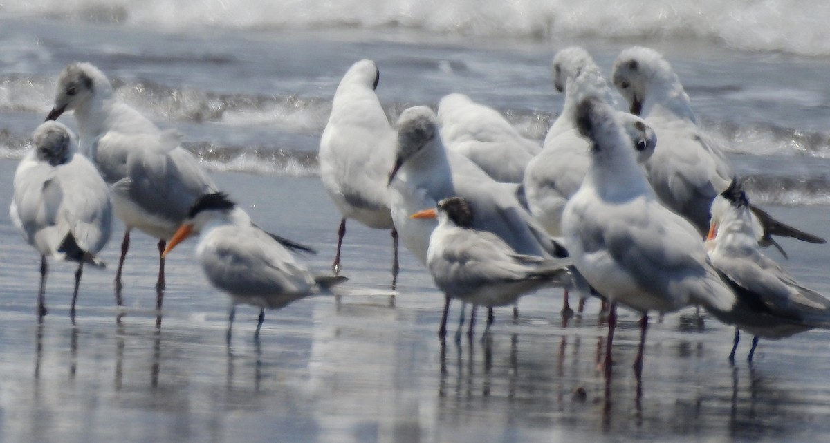 Lesser Crested Tern - ML148965651