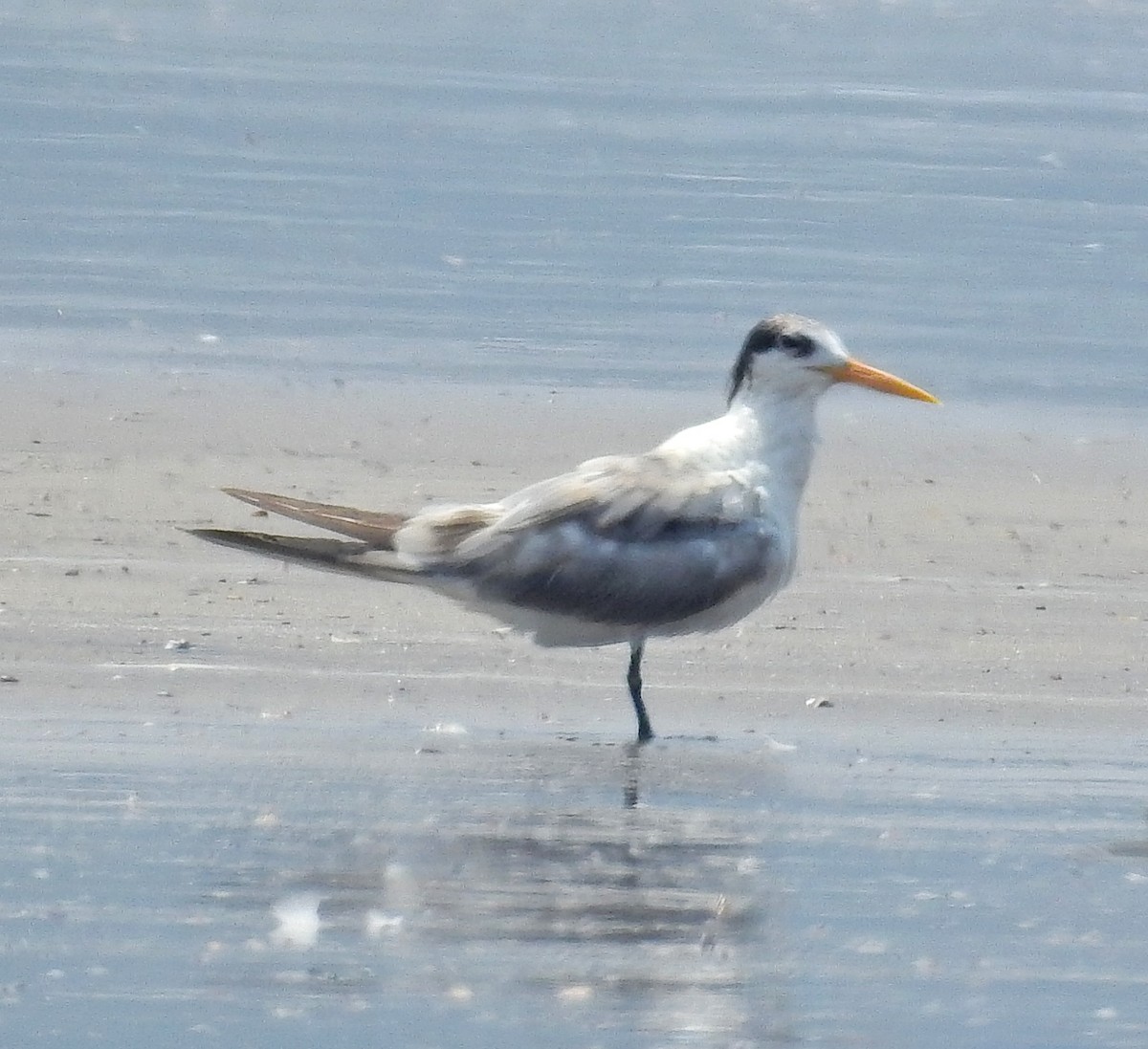 Lesser Crested Tern - ML148965911
