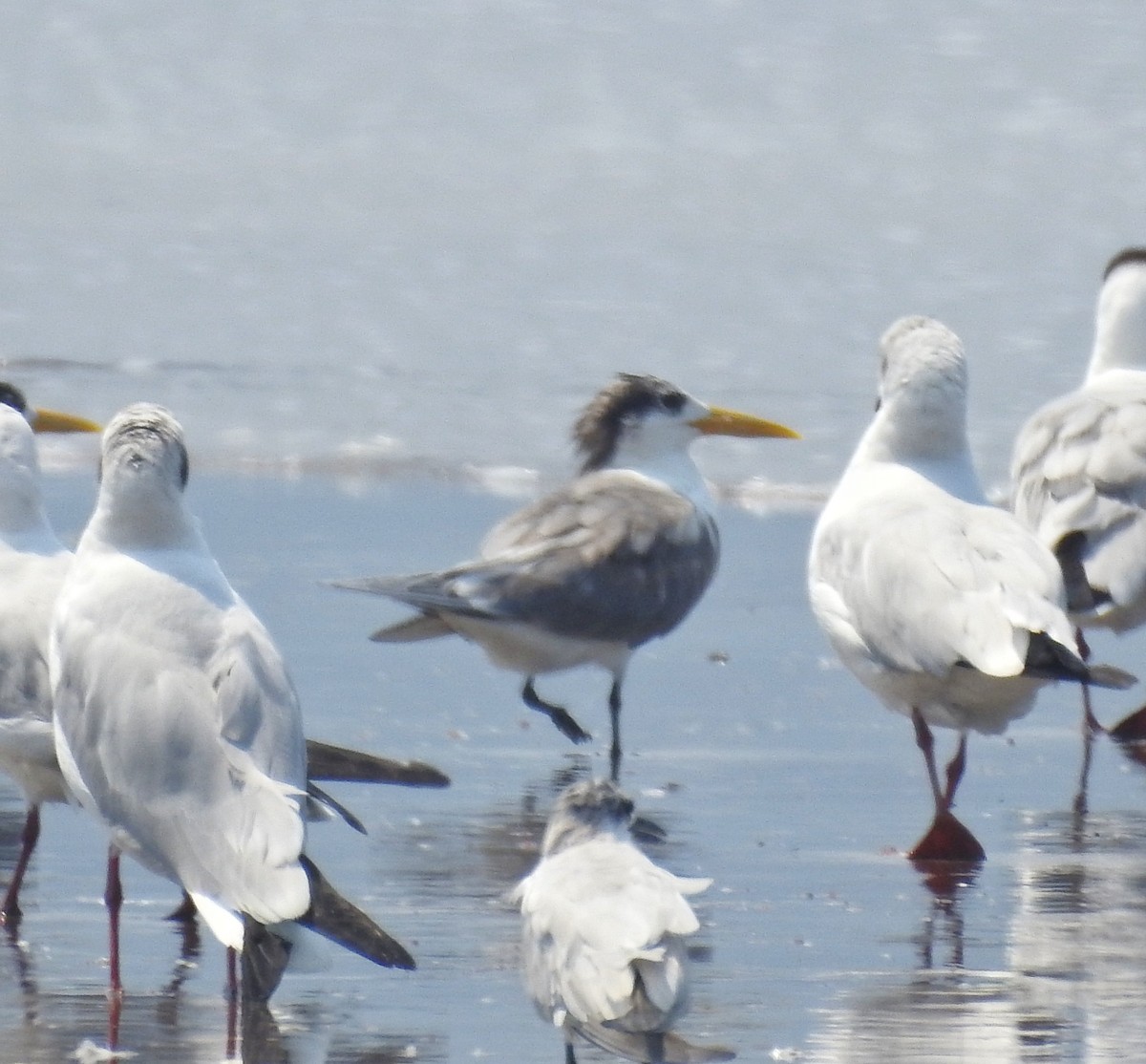 Great Crested Tern - Abhijeet Rasal