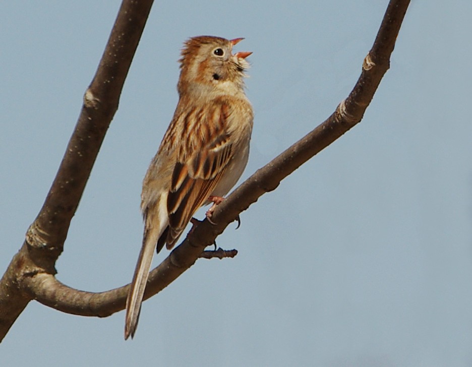 Field Sparrow - Mary Caldwell