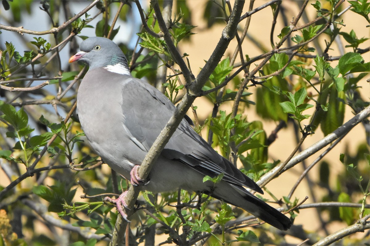 Common Wood-Pigeon - ML148968781