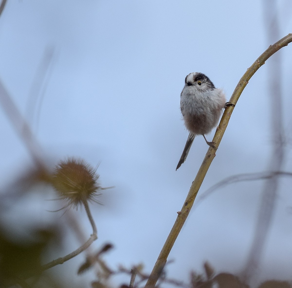 Long-tailed Tit - Bethan Clyne