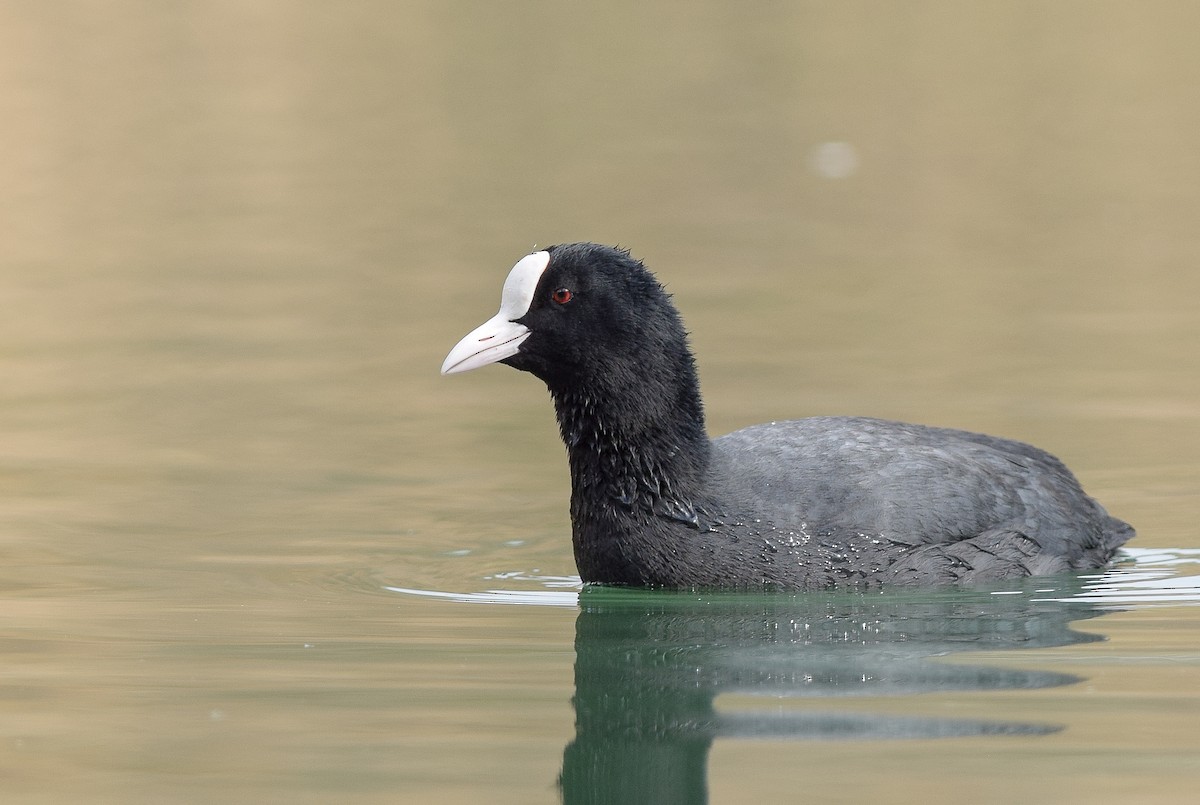 Eurasian Coot - ML148969801