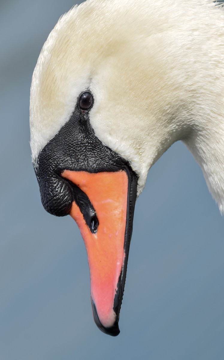 Mute Swan - ML148970241