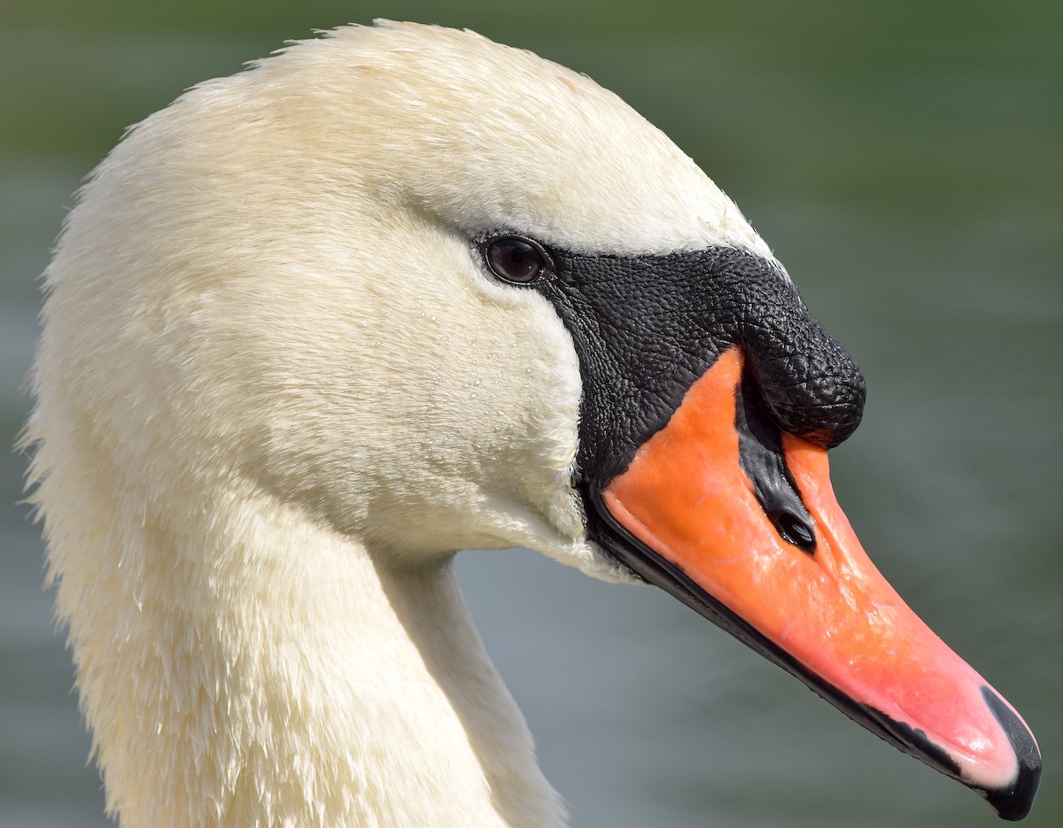 Cygne tuberculé - ML148970661