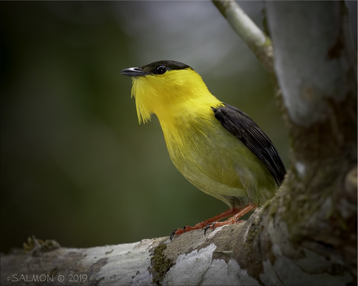 Golden-collared Manakin - ML148971781