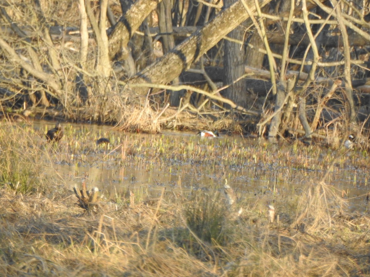 Northern Shoveler - Mary McKitrick