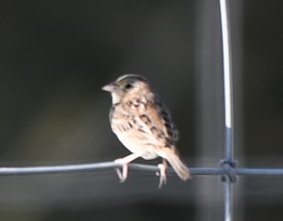 Grasshopper Sparrow - ML148973771