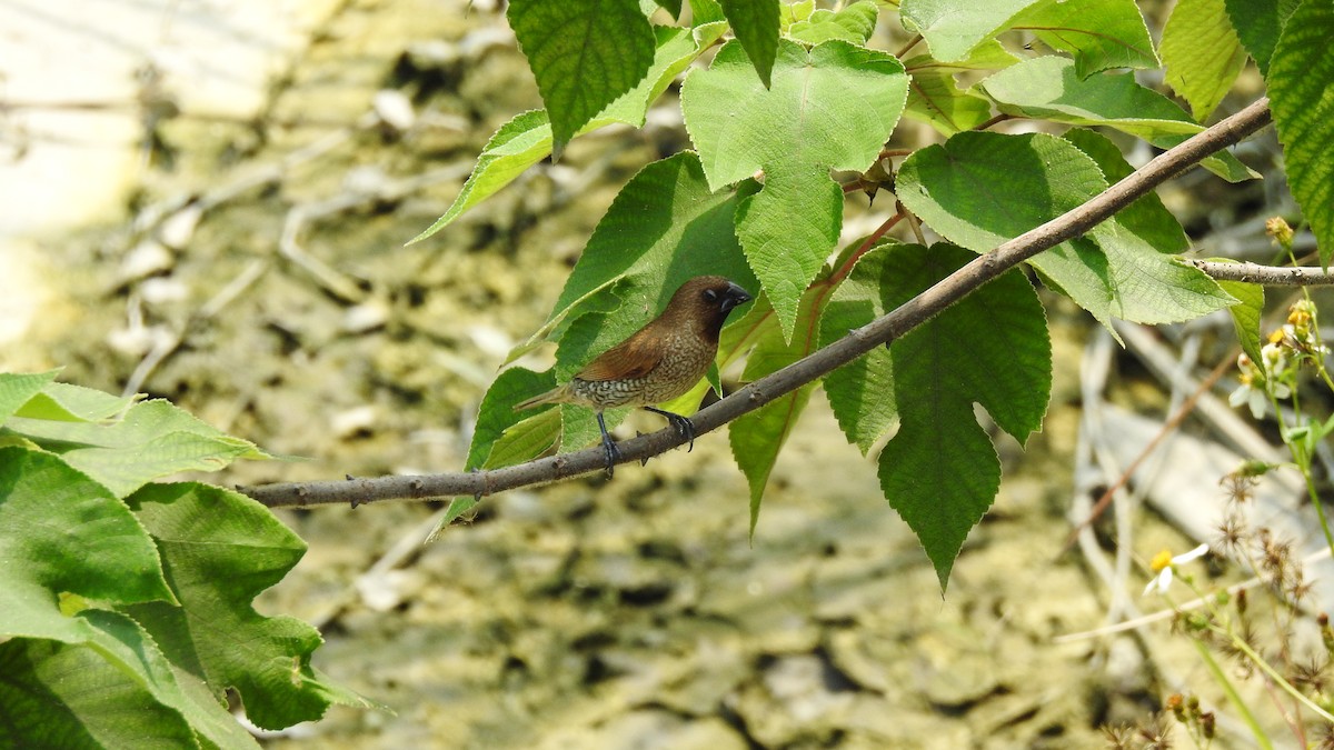 Scaly-breasted Munia - ML148974211