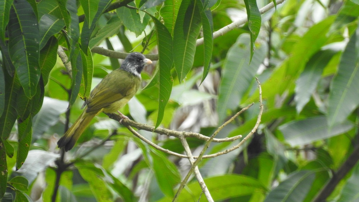 Collared Finchbill - ML148974251
