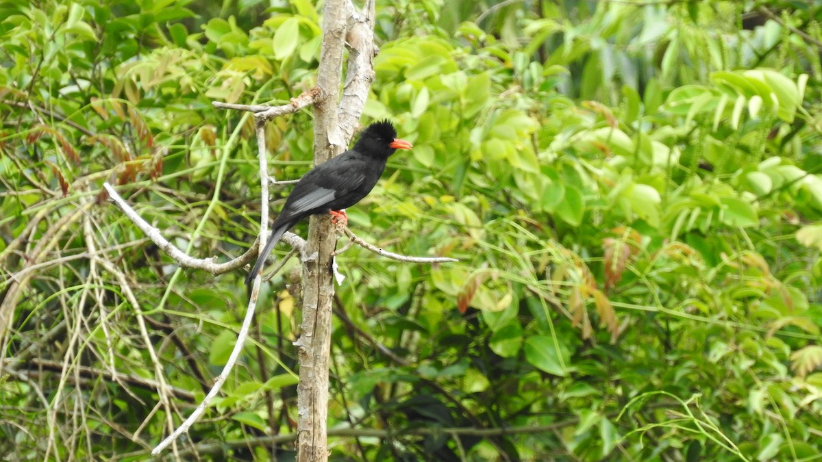 Black Bulbul - ML148974281