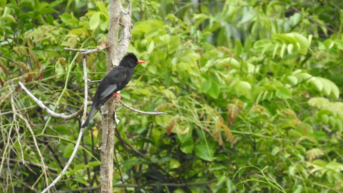 Black Bulbul - ML148974291