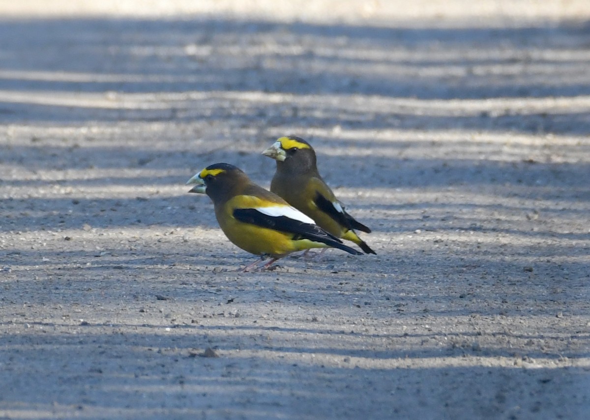 Evening Grosbeak (type 1) - ML148975201