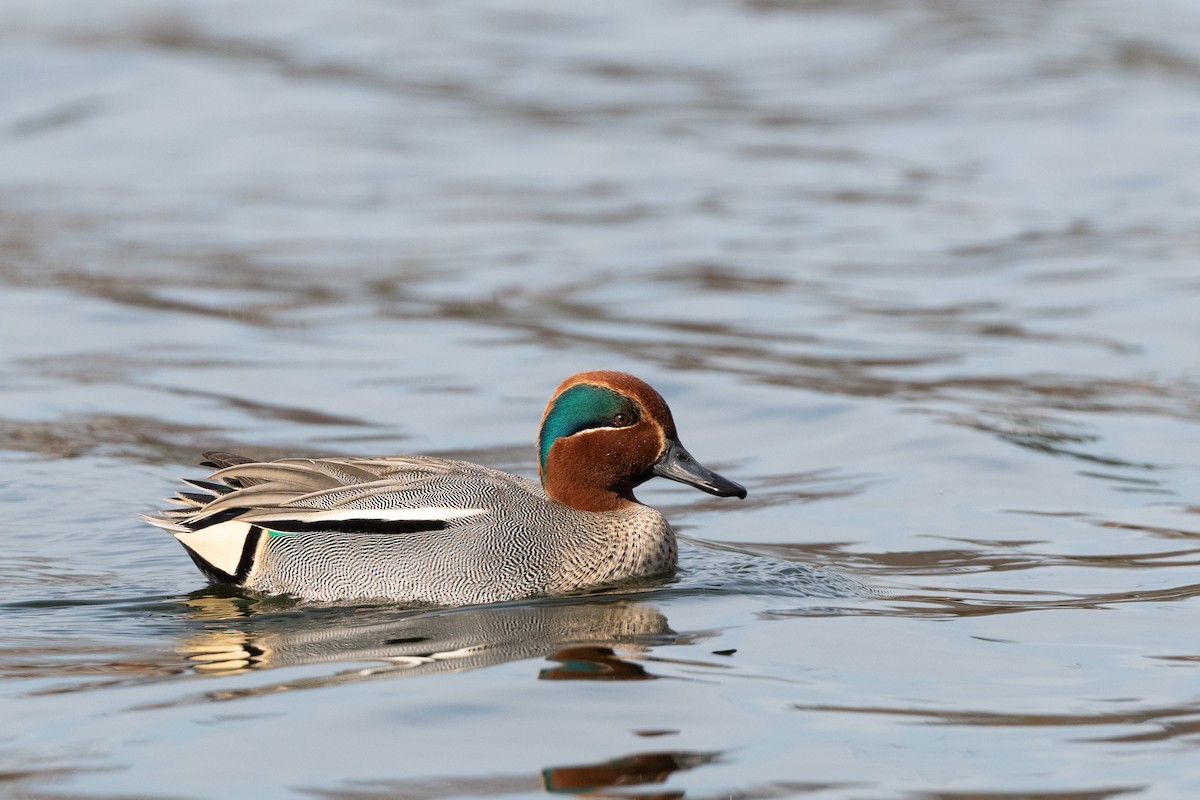 Green-winged Teal (Eurasian) - ML148975701