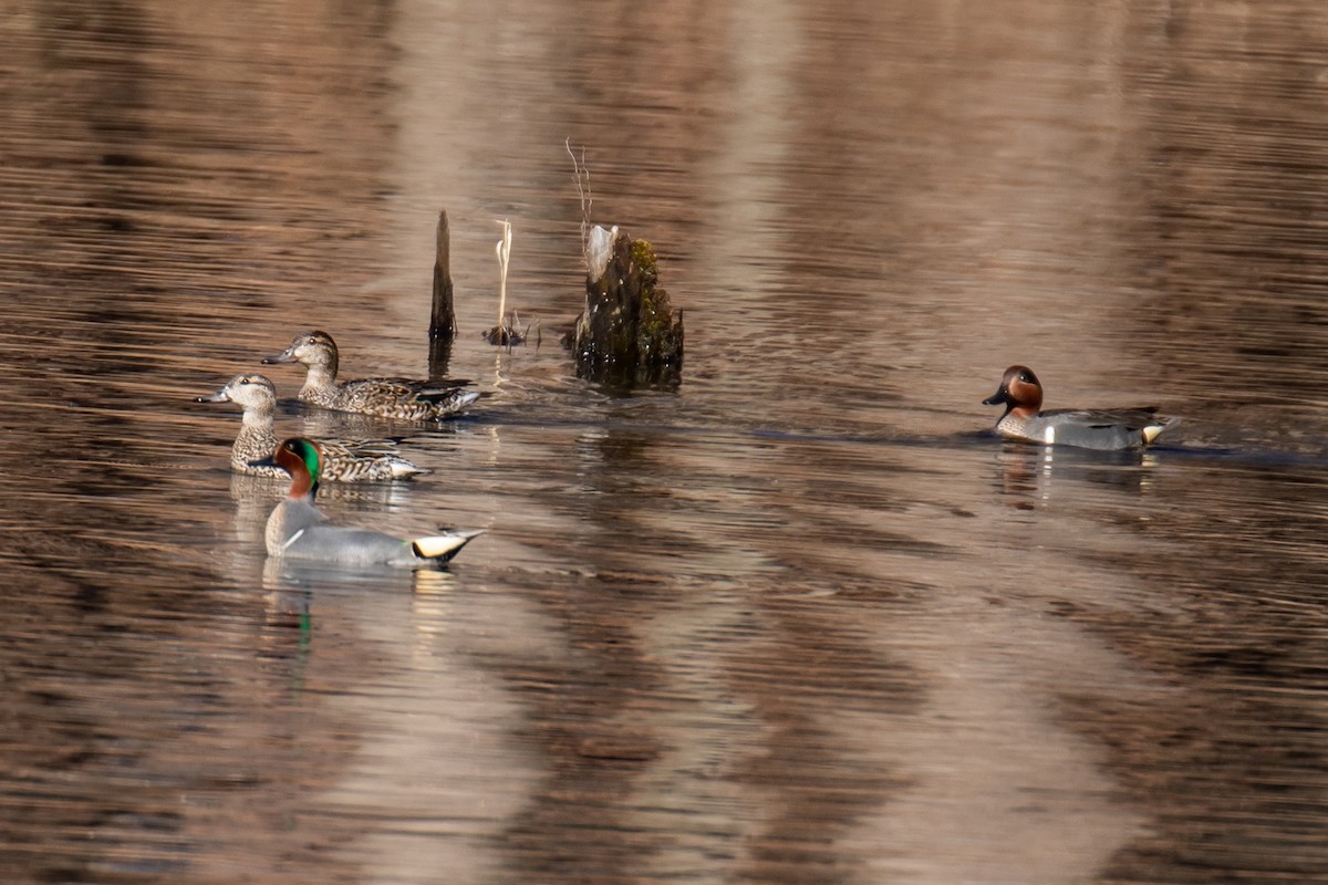 Green-winged Teal - ML148976011