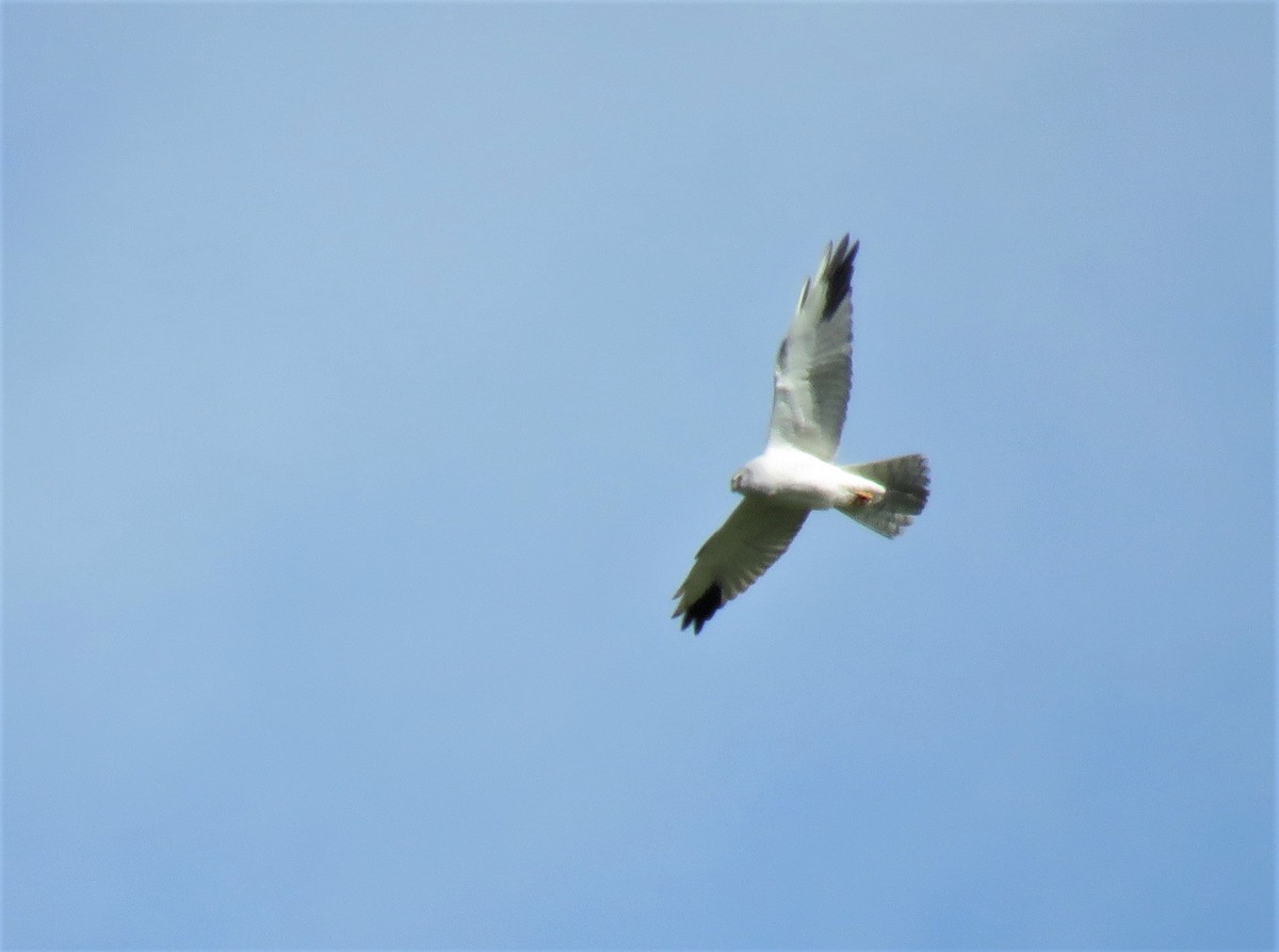 Хээрийн хулд - ML148977101