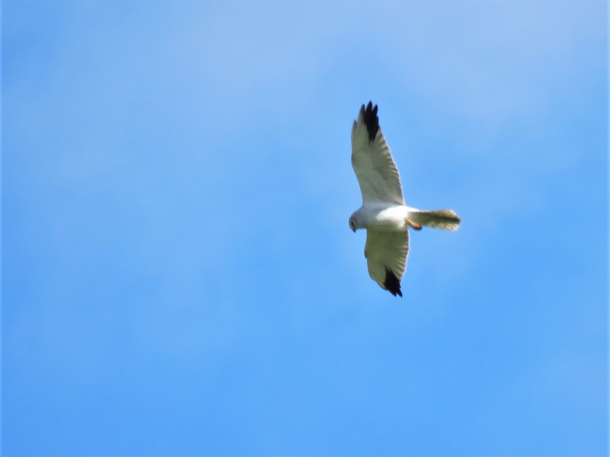 Хээрийн хулд - ML148977111