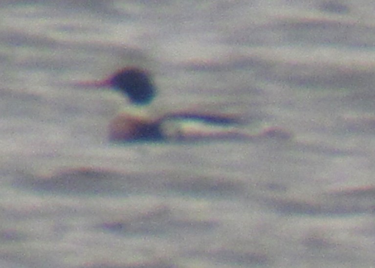 Red-breasted Merganser - ML148977211