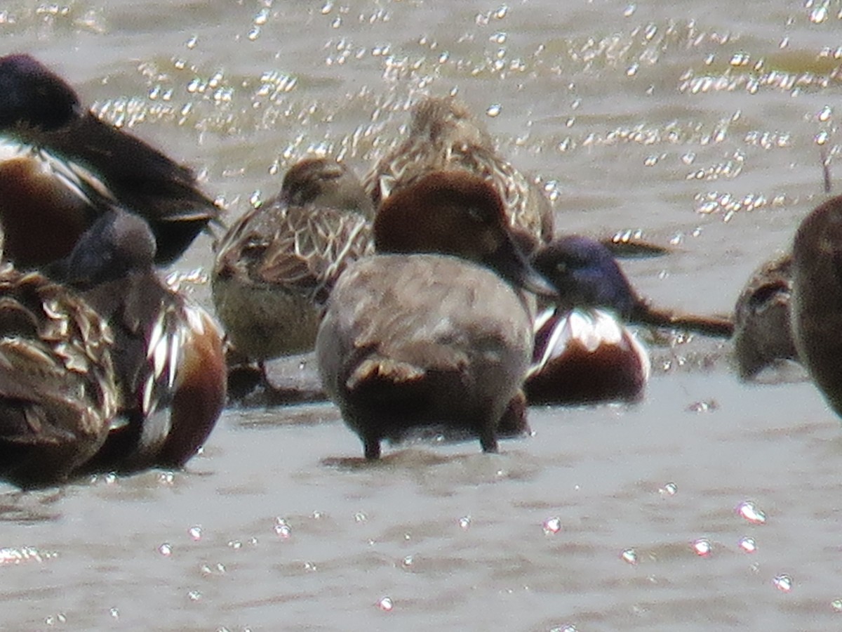 Common Pochard - ML148978091