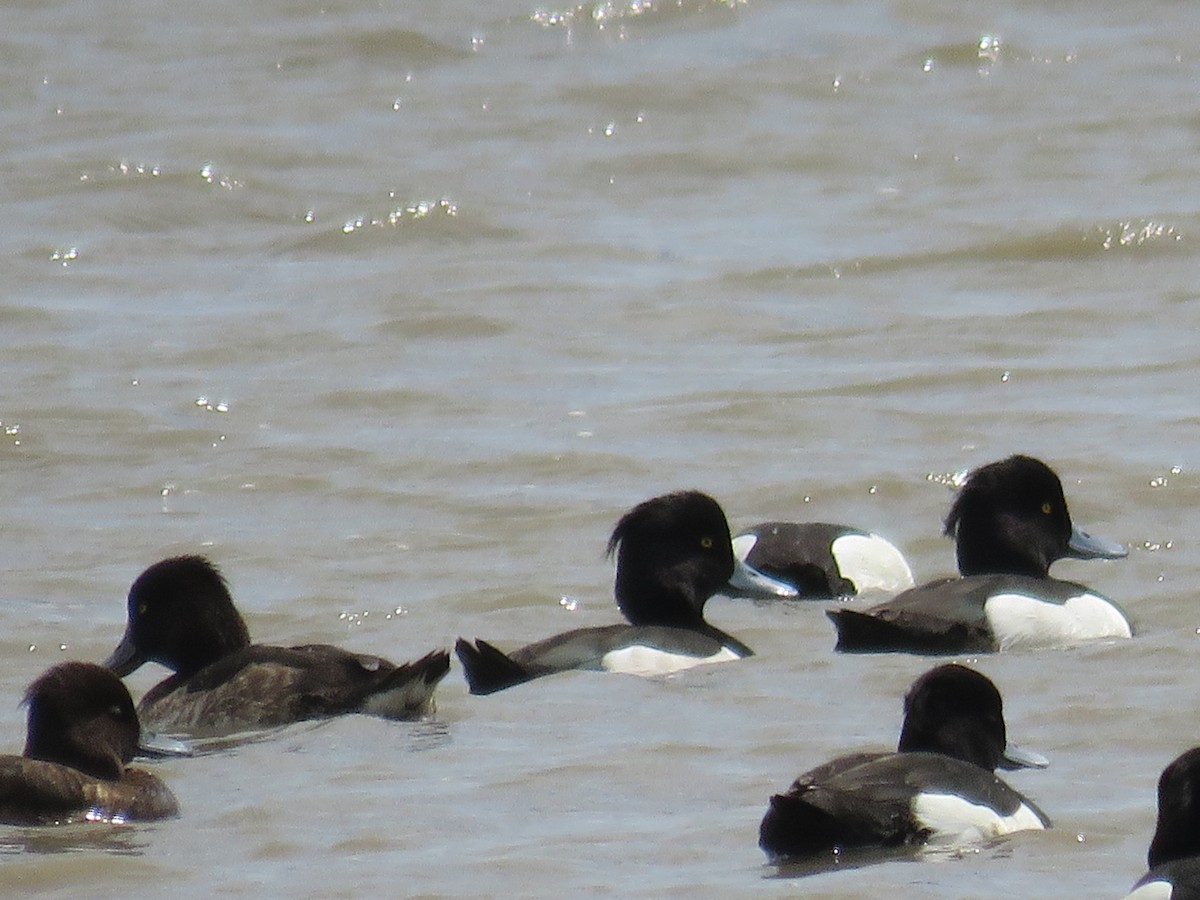 Tufted Duck - ML148978291