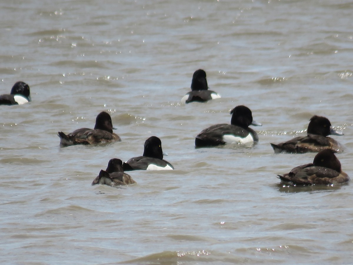 Tufted Duck - Felix Neponcio Servita